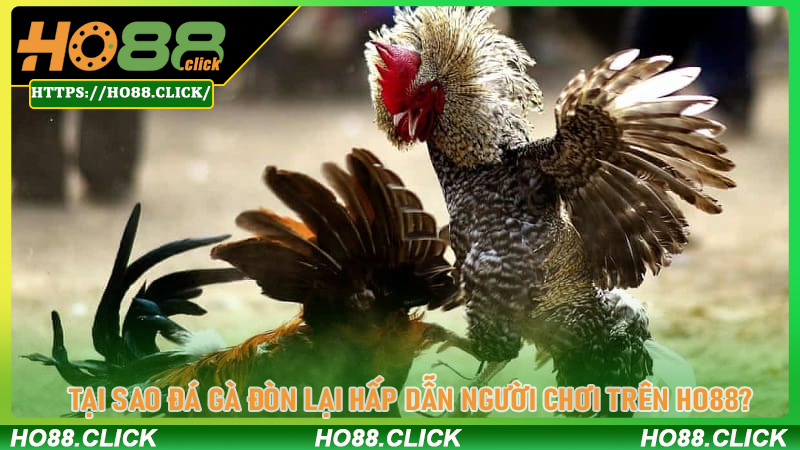 Tại Sao Đá Gà Đòn Lại Hấp Dẫn Người Chơi Trên Ho88?