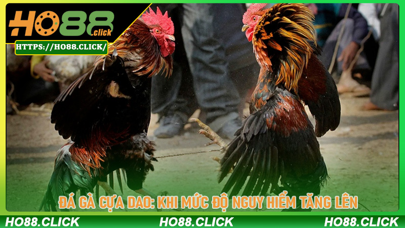 Đá Gà Cựa Dao: Khi Mức Độ Nguy Hiểm Tăng Lên