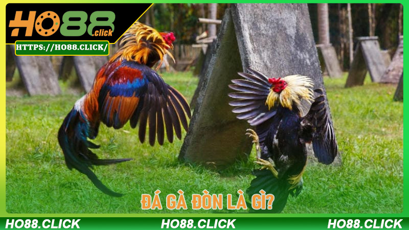 Đá Gà Đòn Là Gì? So Sánh Với Đá Gà Cựa Dao Trên Ho88