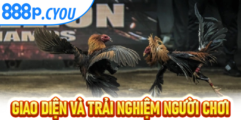 Giao Diện và Trải Nghiệm Người Chơi Đá Gà Trực Tuyến 888P